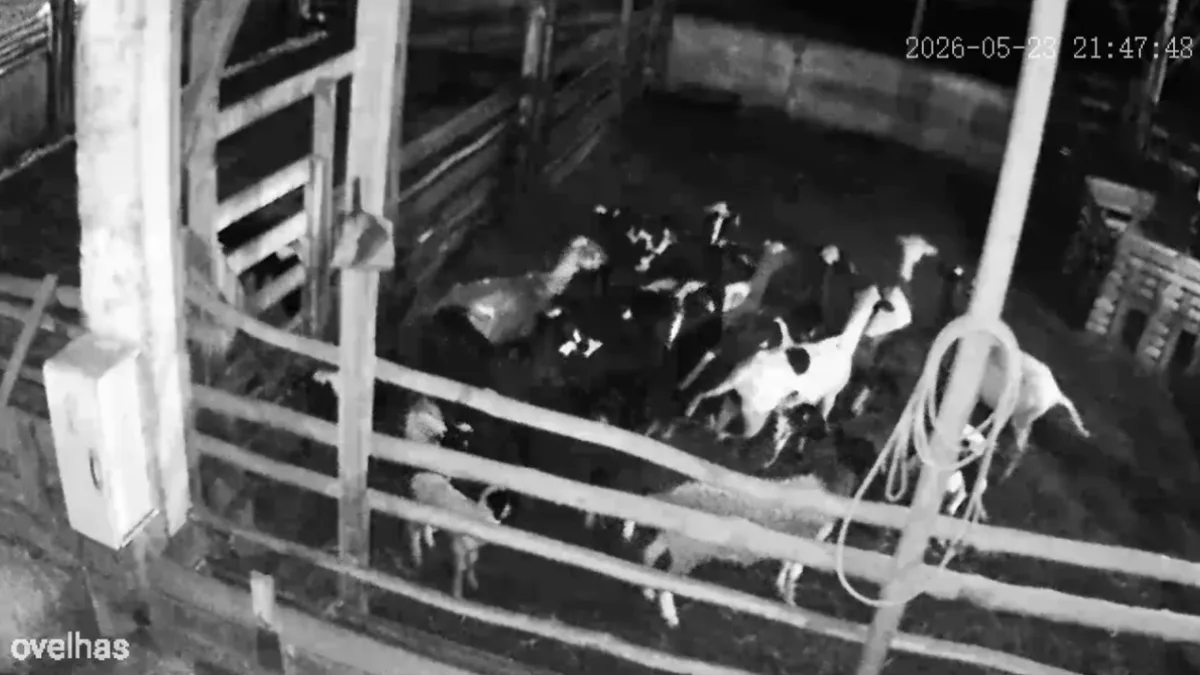Onça invade propriedade rural e mata 34 ovelhas no Oeste do Paraná
