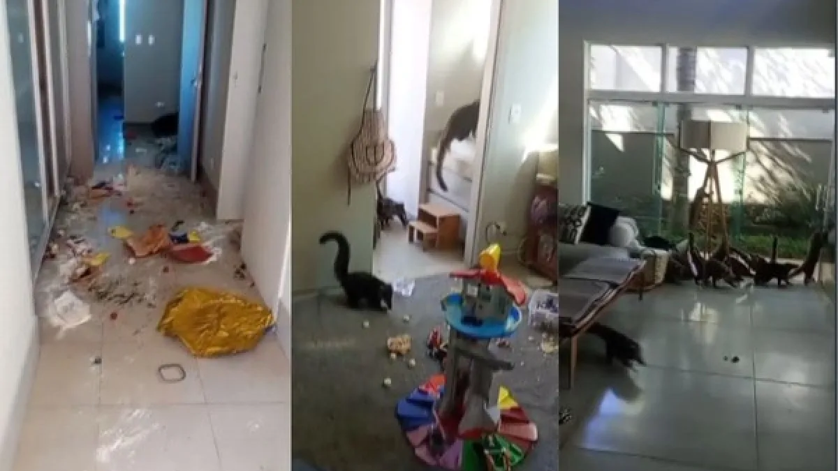 Grupo de quatis invade casa e deixa rastro de destruição em Londrina