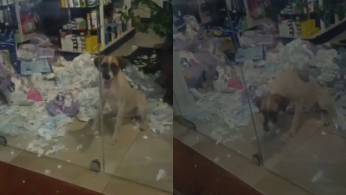Cachorro fica preso em farmácia e faz ‘festa’ com pacotes de fraldas