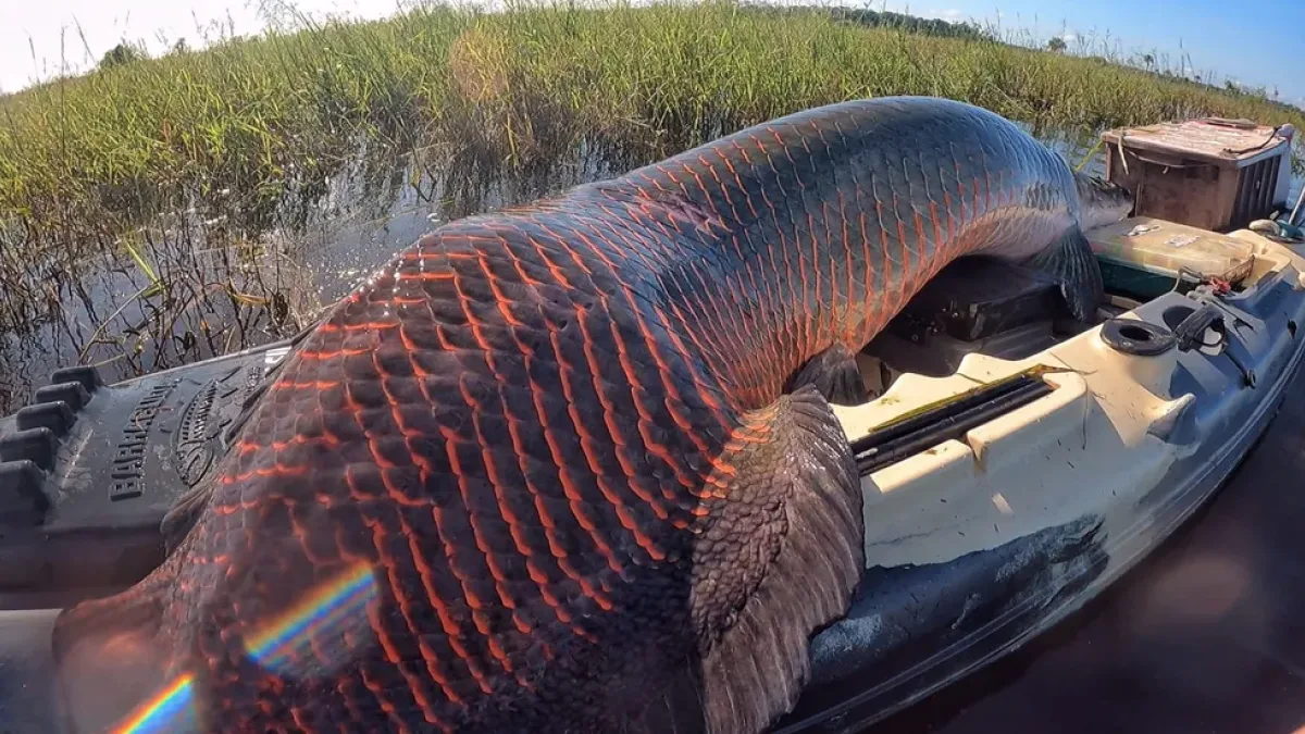Pirarucu de 2,46 metros e 137 kg é capturado em Rondônia