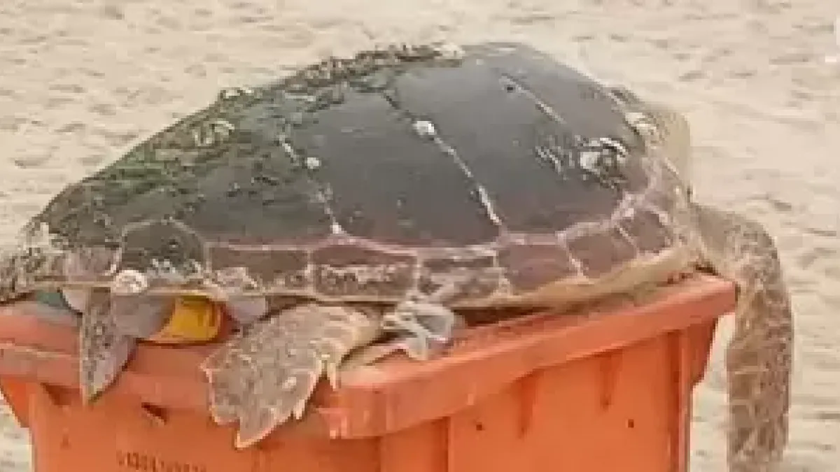 Tartaruga é encontrada no lixo na Praia de Copacabana