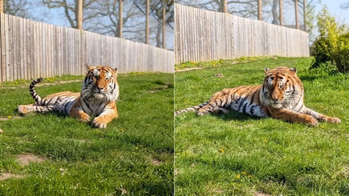 Homem morre após entrar em recinto de tigre em zoológico na Inglaterra