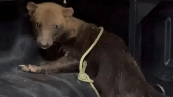 Polícia Militar resgata cachorro-vinagre, espécie rara e ameaçada de extinção, no Maranhão