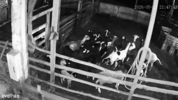 Onça invade propriedade rural e mata 34 ovelhas no Oeste do Paraná