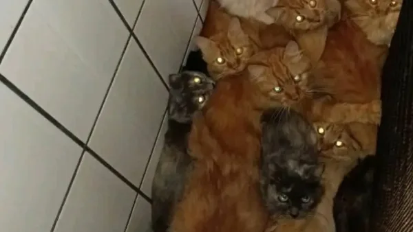 MPSC aciona Justiça após descumprimento de acordo em caso de mais de 400 gatos em apartamento de Concórdia