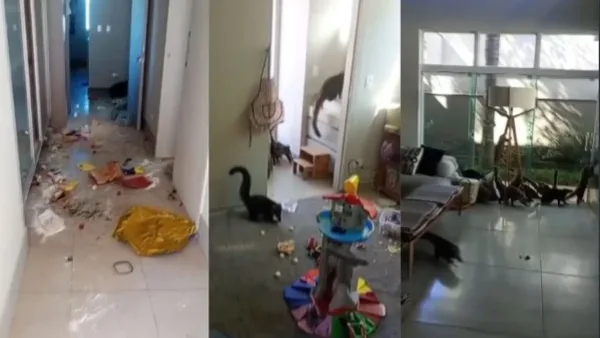 Grupo de quatis invade casa e deixa rastro de destruição em Londrina