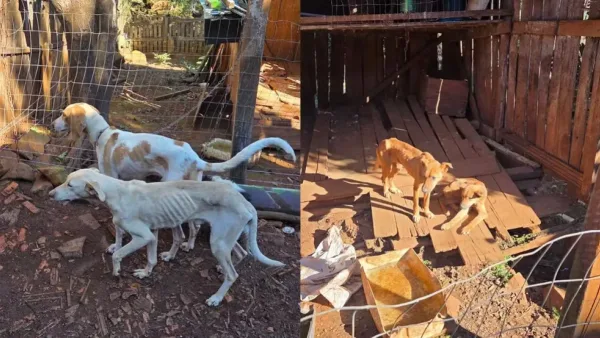 Homem é preso por maus-tratos após seis cães serem encontrados desnutridos em Francisco Beltrão