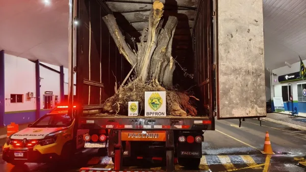 Homem é preso com carreta carregada de oliveiras trazidas ilegalmente da Argentina em Barracão