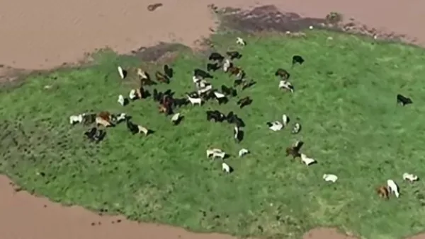 Gado fica ilhado após fortes chuvas e cena registrada por drone chama atenção em Goiana