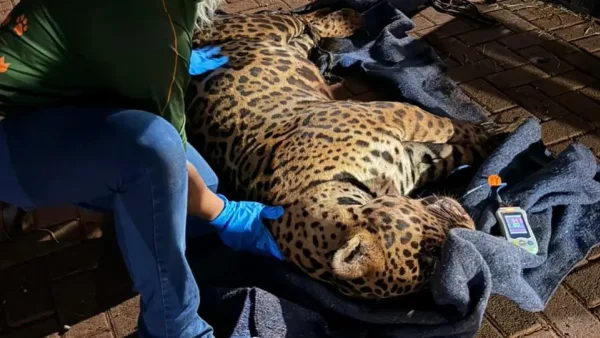 Onça-pintada é resgatada em Mandaguari após dias de monitoramento