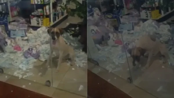 Cachorro fica preso em farmácia e faz ‘festa’ com pacotes de fraldas