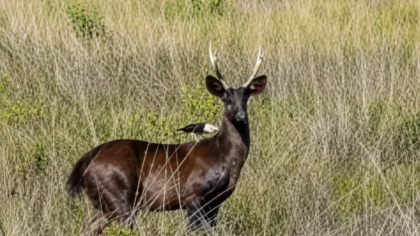 Veado-preto é registrado pela primeira vez pela ciência no Pantanal de MS