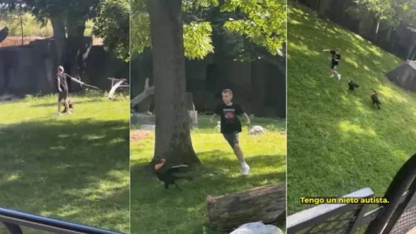 Menino entra em recinto de animais e corre atrás de aves em zoológico nos EUA