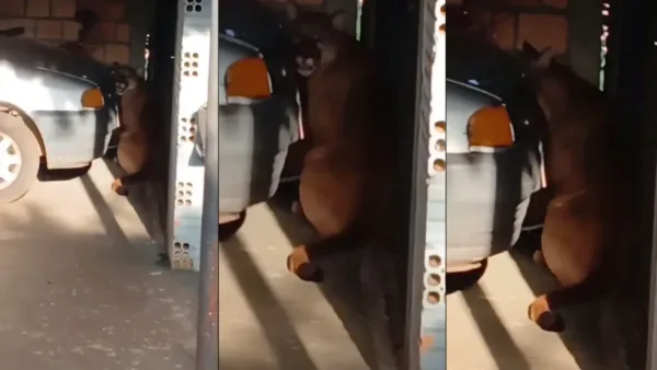 Felino de grande porte é visto em garagem de residência em Inhacorá