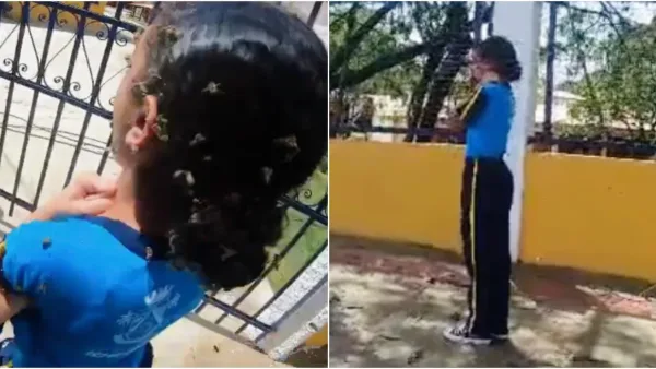 Aluna é atacada por enxame de abelhas na porta de escola