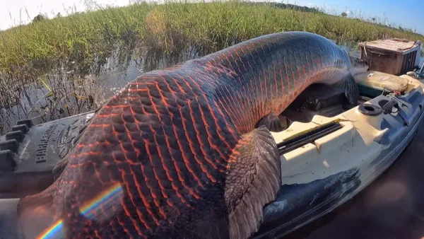 Pirarucu de 2,46 metros e 137 kg é capturado em Rondônia