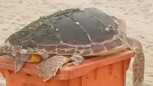 Tartaruga é encontrada no lixo na Praia de Copacabana