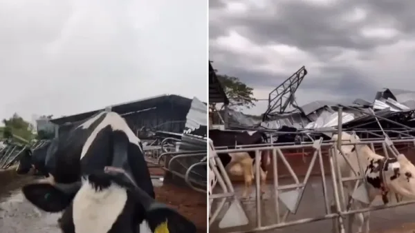 Temporal derruba galpão onde estavam vacas em Dionísio Cerqueira