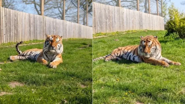 Homem morre após entrar em recinto de tigre em zoológico na Inglaterra